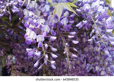 Wisteria Arbor Images Stock Photos Vectors Shutterstock