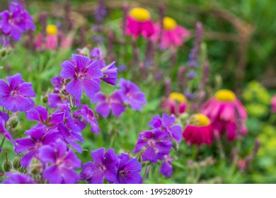 Purple hardy cranesbill wild geranium by name of Geranium x Magnificum, photographed in a mixed herbaceous border in an English cottage garden in the month of June. - Shutterstock ID 1995280919