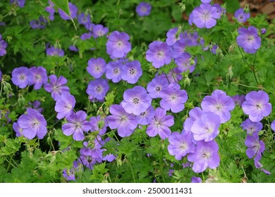 Purple hardy geranium cranesbill ‘Rozanne’ in flower.