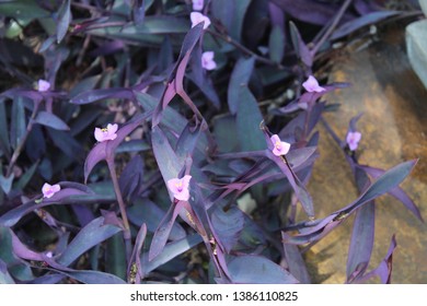 Purple Heart Flower At Florida Botanical Gardens, Largo