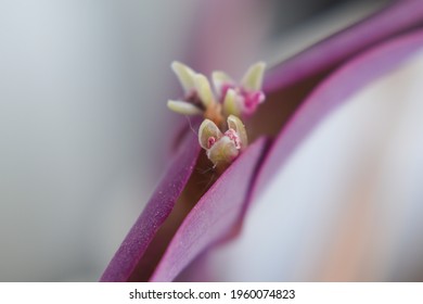 Purple Heart Plant And Bud