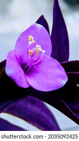 Purple Heart Plant Flower Blooms