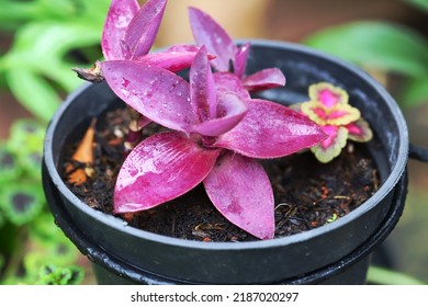 Purple Heart Plant Growing On Pot