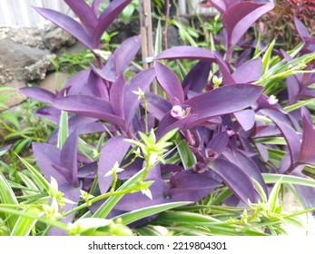 Purple Heart Plant (Tradescantia Pallida) 