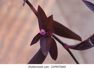 Purple Heart Or Wandering Jew Plant