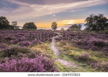Purple heather in august, on the Hoorneboegse Heide, Hilversum The Netherlands.