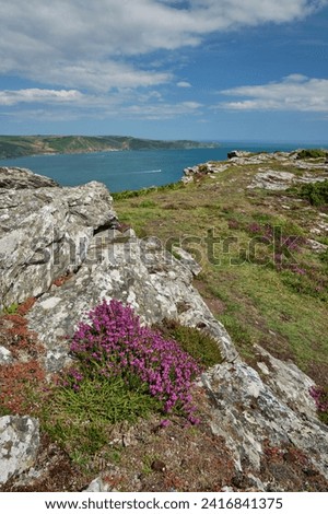 Purple heather in bloom at Bolt Head on the South West Coast Path, Devon, UK
