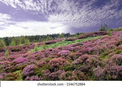 purple heather blooming at the idyllic wicklow way in the wicklow mountains in Ireland - Powered by Shutterstock