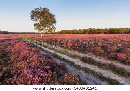 Purple heather blooming at Westerheide, Hilversum, The Netherlands. Dirt road crossing the field diagonally.