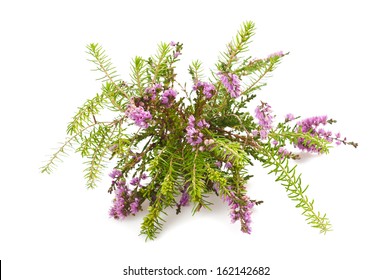 Purple heather branch isolated on white background