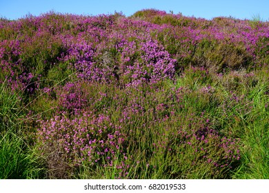 Purple heather flowers on a hill in Arran, Scotland