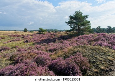 Purple heather in National Park Hoge Veluwe in the Netherlands