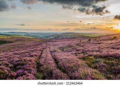 Purple Heather In The Peak District National Park