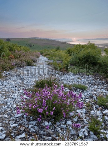 A purple heather plant in a white gravel path with ferns going into the distance and sun is rising over hills in the distance in the New Forest Hampshire UK
