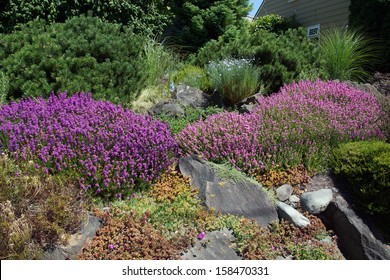 Purple Heathers And Drought Tolerant Plants In A Seattle Rock Garden. 