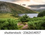 Purple heathers, green bushes and trees in beautiful mountain valley. Lake Lough Dan at sunset in Wicklow Mountains, Ireland