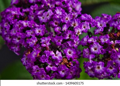 Purple Heliotrope Flower Closeup Isolated