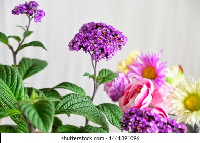 Purple Heliotrope Flower And Colorful Flowers