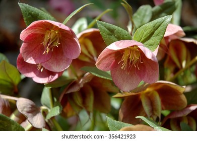 Purple Hellebore Flower