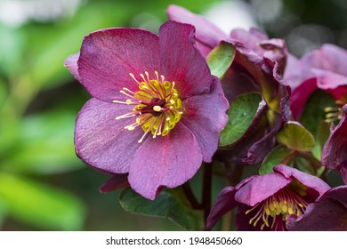 Purple Helleborus Orientalis Flower Macro