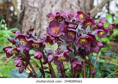 Purple Helleborus Orientalis In Spring Garden