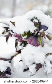 Purple Helleborus Under The Snow