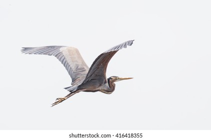 4,625 Purple heron Images, Stock Photos & Vectors | Shutterstock
