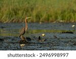 Purple heron (Ardea purpurea) take of. This purple heron was flying away, with Water Lily in the background, in the early morning in the Chobe River between Botswana and Namibia  