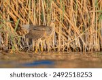 purple heron (Ardea purpurea) Toledo, Spain