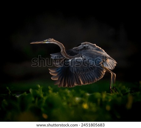 Purple Heron captured while taking off 