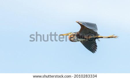 Similar – Image, Stock Photo Gray heron in flight