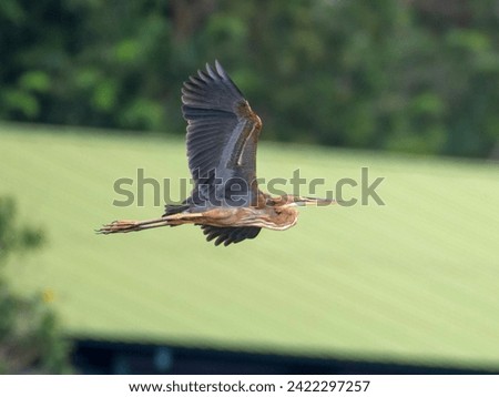 purple heron flying mode at Tanjungpinang