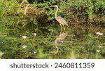 Purple heron in natural habitat 