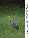 A Purple Heron wading through a grassy marsh. The heron has a distinctive reddish-brown head and neck, a long, pointed yellow bill, and a slender body with bluish gray feathers.