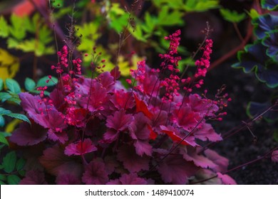 Purple Heuchera Leaves And Pink Flowers Natural Background