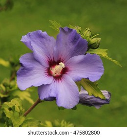 Purple Hibiscus, Tropical Summer Flower