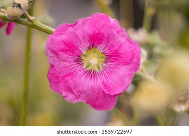 Purple hollyhock flower blooming in the Himalayas - Powered by Shutterstock