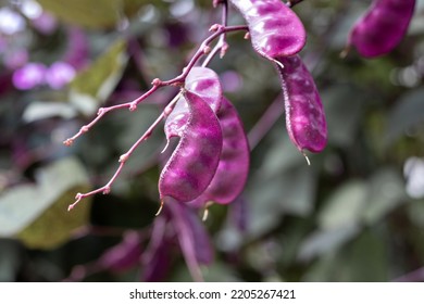 Purple Hyacinth Bean In A Garden