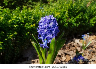 Purple Hyacinth Flower In Garden 