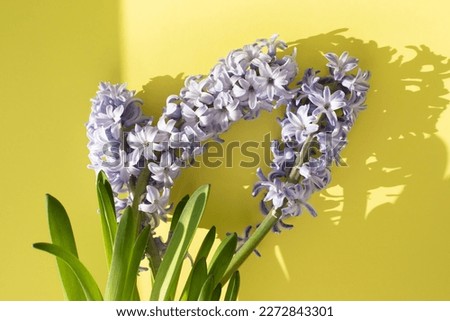 Purple hyacinth flower on a yellow background. Spring background. Front view
