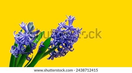 Purple hyacinth flower on a yellow background. Spring background. Front view