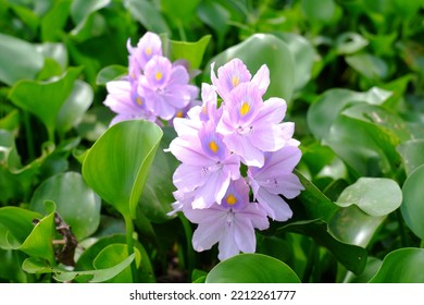 Purple Hyacinth Flowers Are In Bloom