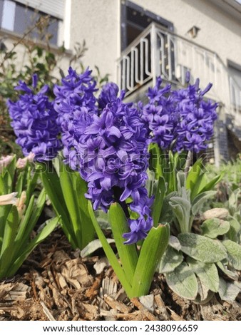 purple hyacinth flowers  in garden