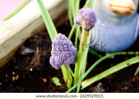 Purple hyacinth flowers with leaves blooming on the ground in the park close-up. The background is blurred