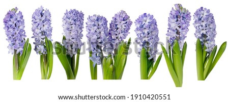 Purple hyacinth flowers with leaves isolated on white. Hyacinthus spring plants. Seven objects set.