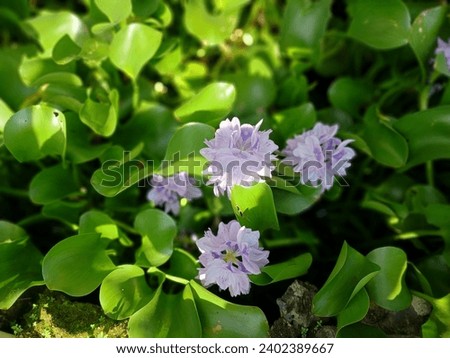 Purple hyacinth flowers on a green background of hyacinth leaves, picture taken from above in the afternoon 