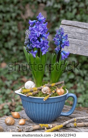 purple hyacinth flowers in porcelain pot in garden