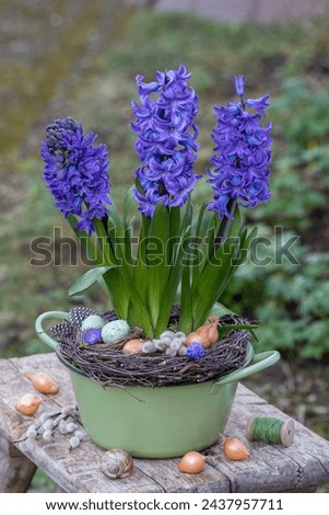 purple hyacinth flowers in vintage pot in the garden
