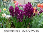 Purple hyacinth Woodstock blooms in a garden in April. Hyacinthus orientalis