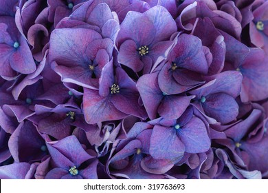 Purple Hydrangea